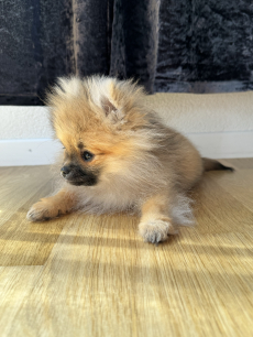 Pomeranian Welpe inkl. Startzubehör