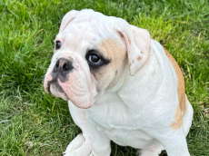 Bulldog _ Continental Bulldoggen aus Schweizer Zucht