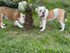 Bulldog _ Continental Bulldoggen aus Schweizer Zucht