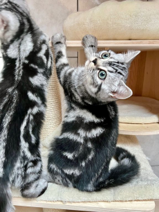 Wunderschöne gesunde BRITISCH KURZHAAR KITTEN SILBER TABBY 