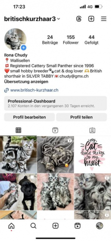 Wunderschöne gesunde BRITISCH KURZHAAR KITTEN SILBER TABBY 