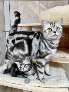 Wunderschöne gesunde BRITISCH KURZHAAR KITTEN SILBER TABBY 