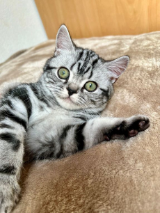 Wunderschöne gesunde BRITISCH KURZHAAR KITTEN SILBER TABBY 