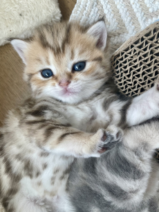 wunderschöne BKH Kitten in Bluegolden Tabby mit Stammbaum