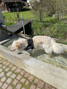 Ferienhund zu vergeben