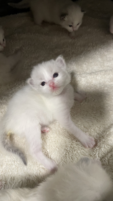 Wunderschöne Ragdoll Babys