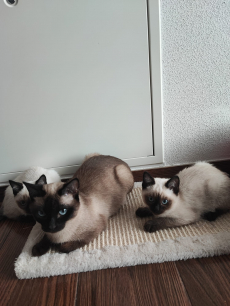 Reinrassige Siamkitten