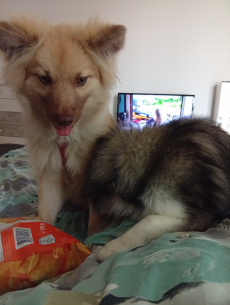 Mittel Spitz zu verkaufen