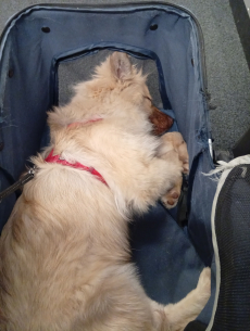 Mittel Spitz zu verkaufen