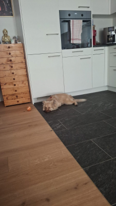 Mittel Spitz zu verkaufen
