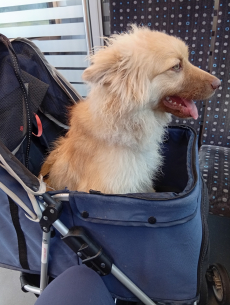 Mittel Spitz zu verkaufen