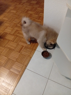 Mittel Spitz zu verkaufen