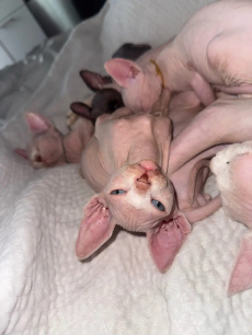 Wunderschöne Sphynx-Kätzchen – noch 5 verfügbar