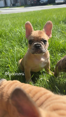  Französische Bulldoggen-Welpen