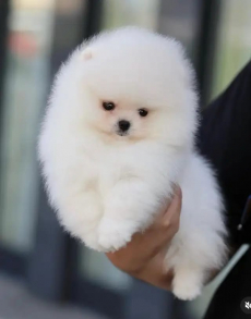 Wunderschöne Pomeranian-Welpen