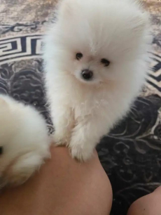Wunderschöne Pomeranian-Welpen