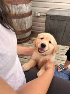 Golden Retriever Welpen