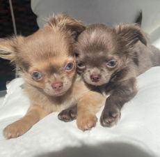 Chihuahua Welpen mit Stammbaum 