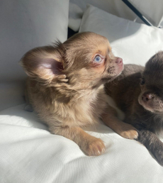Chihuahua Welpen mit Stammbaum 