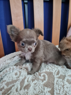 Chihuahua Welpen mit Stammbaum 