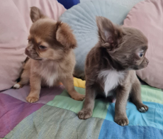 Chihuahua Welpen mit Stammbaum 