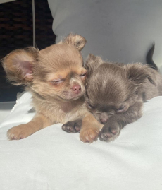 Chihuahua Welpen mit Stammbaum 