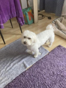 süsser Malteser 5 jahre 