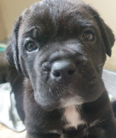 Gesunde Cane Corso Welpen reinrassig jetzt abgabebereit