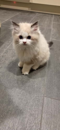  Wunderschöner Ragdoll Kater – Seal Bicolour – mit Stammbaum