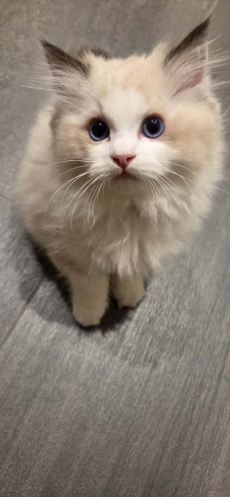  Wunderschöner Ragdoll Kater – Seal Bicolour – mit Stammbaum