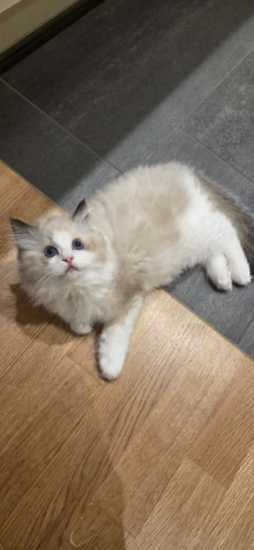  Wunderschöner Ragdoll Kater – Seal Bicolour – mit Stammbaum