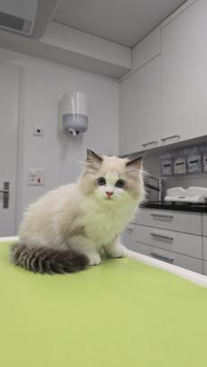  Wunderschöner Ragdoll Kater – Seal Bicolour – mit Stammbaum
