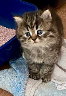 Bezaubernde Herzensbrecher BKH x Sibirische Waldkatzen Kitten