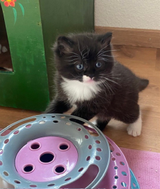 Bezaubernde Herzensbrecher BKH x Sibirische Waldkatzen Kitten