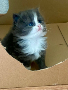 Bezaubernde Herzensbrecher BKH x Sibirische Waldkatzen Kitten