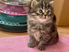 Bezaubernde Herzensbrecher BKH x Sibirische Waldkatzen Kitten