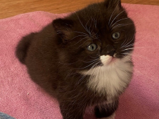 Bezaubernde Herzensbrecher BKH x Sibirische Waldkatzen Kitten