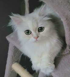 britisch langhaar katze