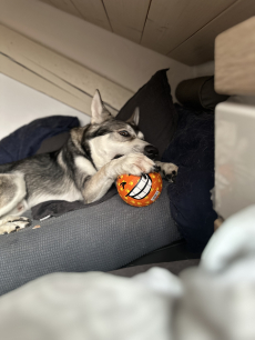 Deckrüde, Wolfshund Mischling mit Stammbaum 