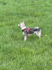 Deckrüde, Wolfshund Mischling mit Stammbaum 