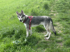 Deckrüde, Wolfshund Mischling mit Stammbaum 