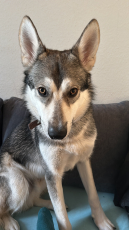 Deckrüde, Wolfshund Mischling mit Stammbaum 