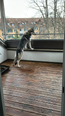 Deckrüde, Wolfshund Mischling mit Stammbaum 