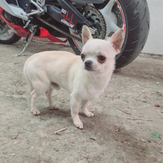 Chihuahua Rüde 