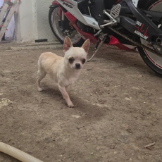 Chihuahua Rüde 