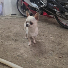 Chihuahua Rüde 