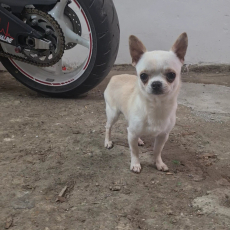 Chihuahua Rüde 