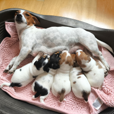 Wunderschöne reinrassige Jack-Russel Welpen