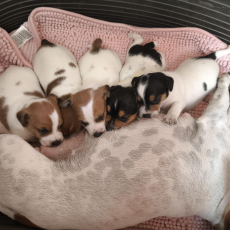 Wunderschöne reinrassige Jack-Russel Welpen