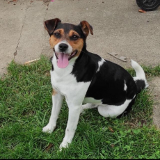 Wunderschöne reinrassige Jack-Russel Welpen